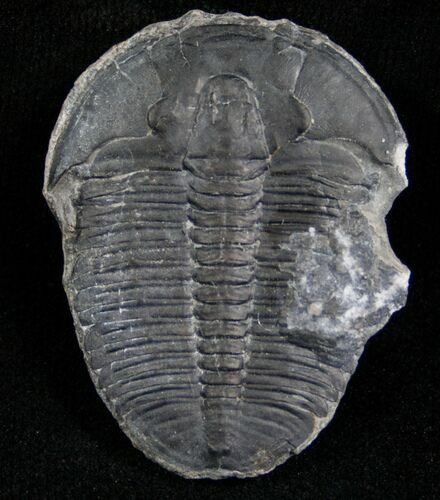Elrathia Trilobite - Utah #6693